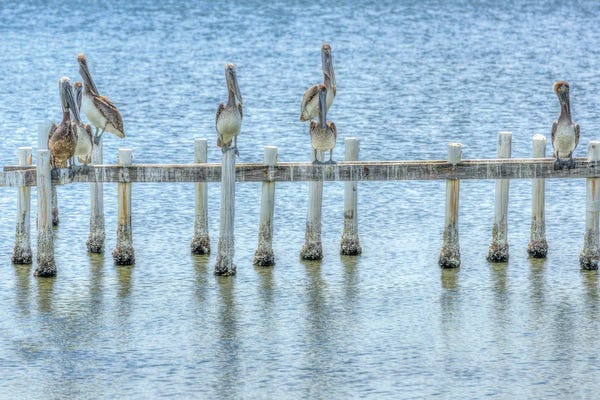 David Gardiner: Pelican Pier by David Gardiner