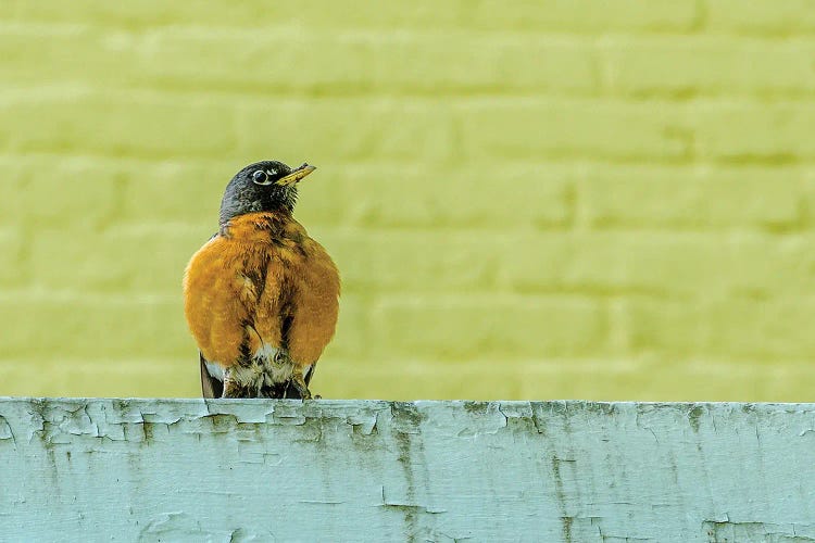 Posing Robin by David Gardiner wall art