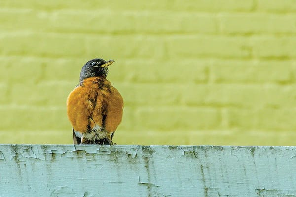 David Gardiner: Posing Robin by David Gardiner