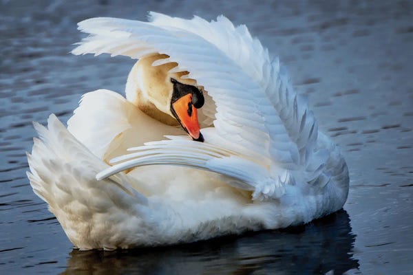 David Gardiner: Preening by David Gardiner