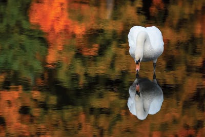 Reflected Swan by David Gardiner metal wall art