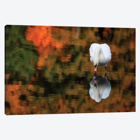Reflected Swan Canvas Print #DVG63} by David Gardiner Canvas Print