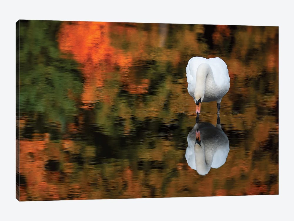 Reflected Swan by David Gardiner 1-piece Canvas Art Print