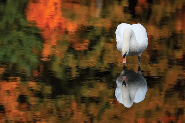 David Gardiner: Reflected Swan by David Gardiner