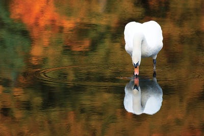 Reflected Swan II by David Gardiner metal wall art