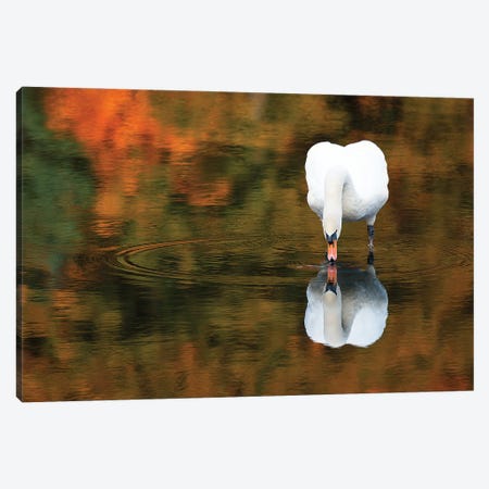 Reflected Swan II Canvas Print #DVG64} by David Gardiner Canvas Art