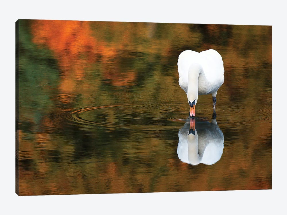 Reflected Swan II by David Gardiner 1-piece Canvas Art