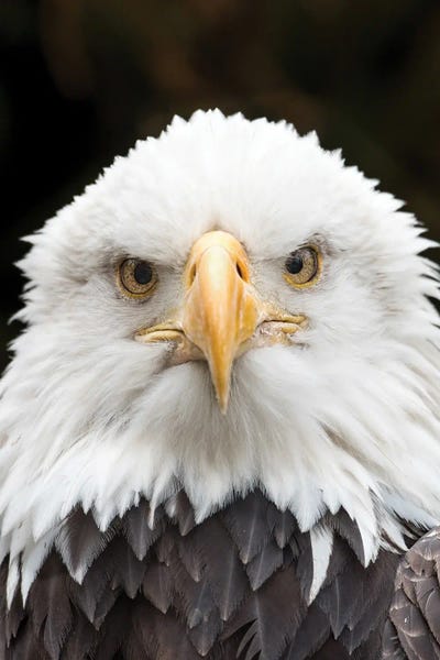 Regal Eagle by David Gardiner framed canvas print