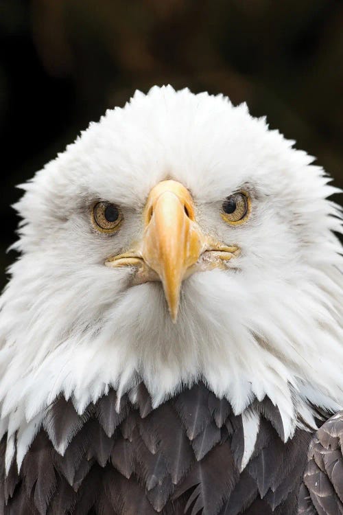 Regal Eagle