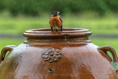 Robin on a Pot by David Gardiner art print