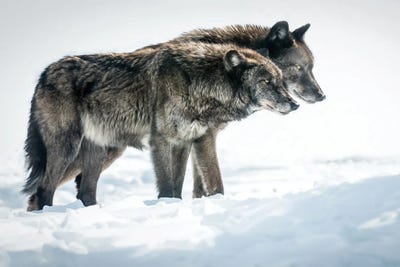 Side By Side by David Gardiner art print