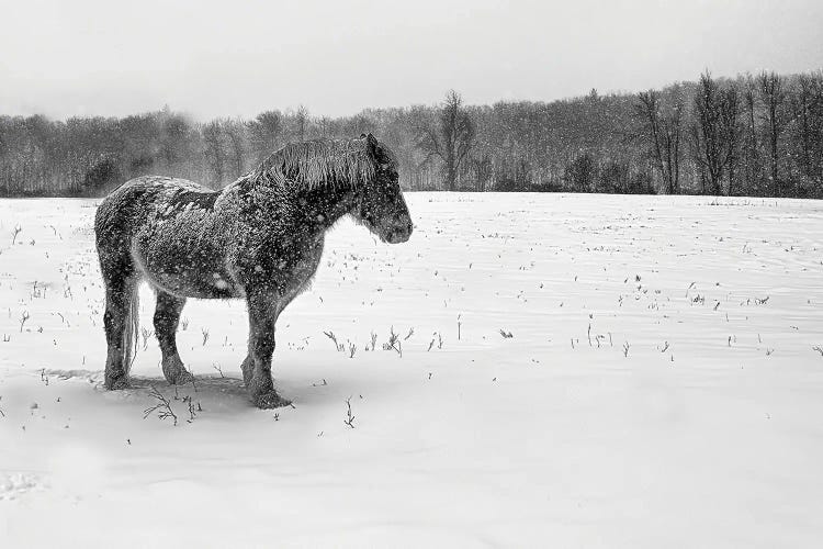 B&W Belgian