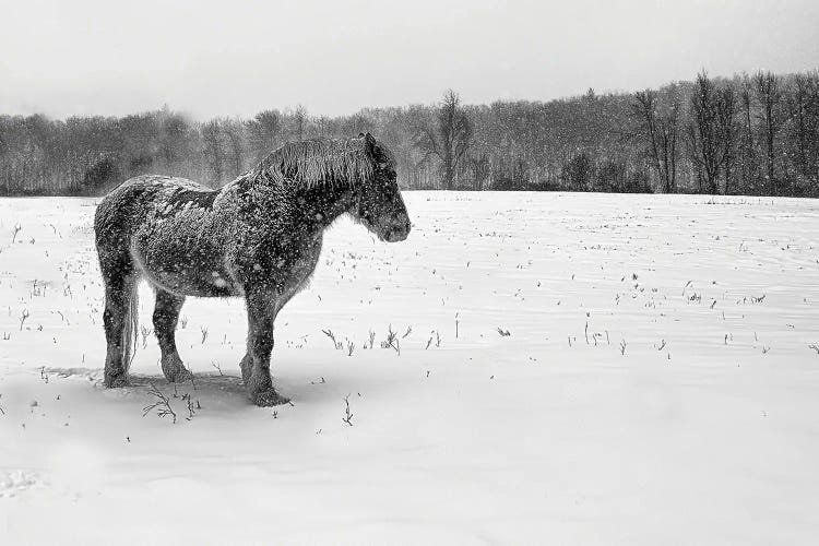 B&W Belgian by David Gardiner wall art