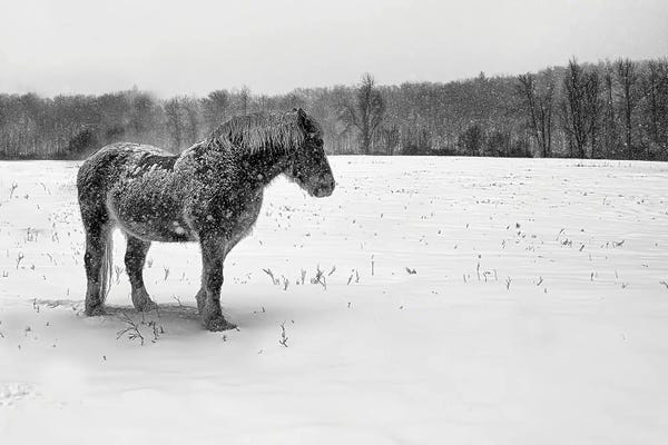 Belgium: B&W Belgian by David Gardiner
