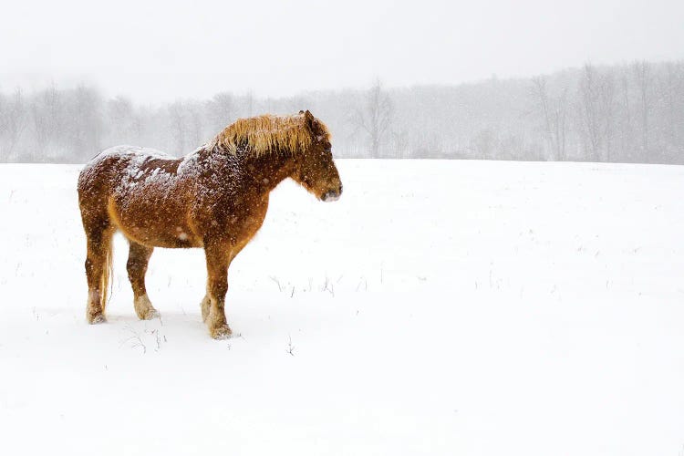 Snowbound by David Gardiner wall art