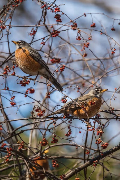 David Gardiner: Spring Robins by David Gardiner