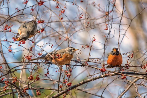 Robins: Spring Robins II by David Gardiner
