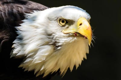 The Look by David Gardiner framed canvas print