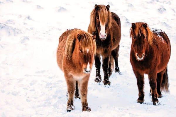 David Gardiner: Three Amigos by David Gardiner