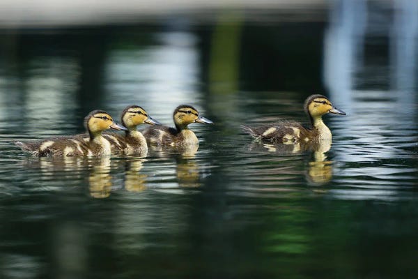 David Gardiner: Where’s Mom? by David Gardiner