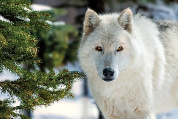 David Gardiner: White Wolf by David Gardiner
