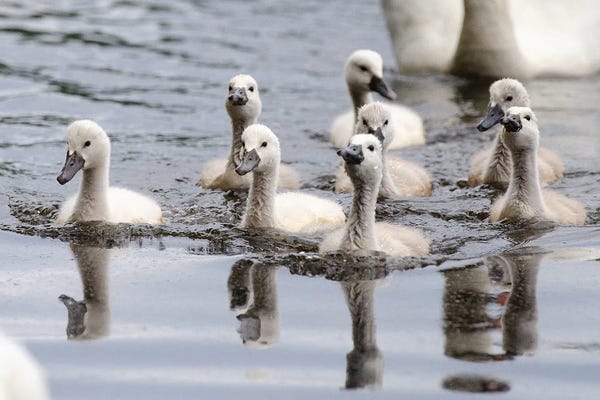 David Gardiner: Young’uns by David Gardiner