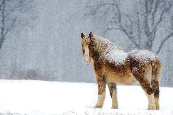 Belgium: Belgian Snow II by David Gardiner