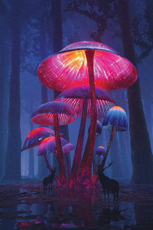 The Magic Shrooms