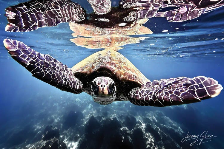 Maui Green Sea Turtle (Blue) by Diver Jerry wall art