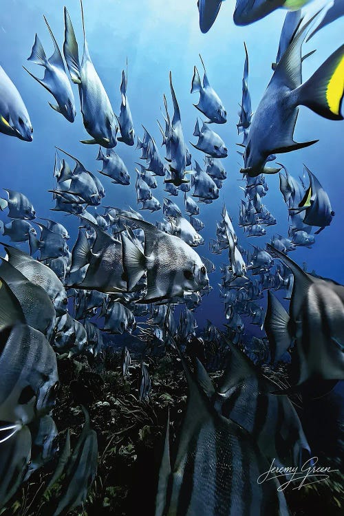 School of Spades by Diver Jerry wall art
