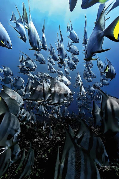 Fine Art Print: School of Spades by Diver Jerry