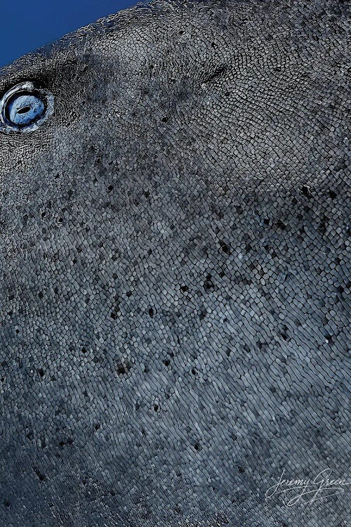 Bimini Nurse Shark Eye by Diver Jerry wall art