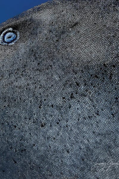 Diver Jerry: Bimini Nurse Shark Eye by Diver Jerry