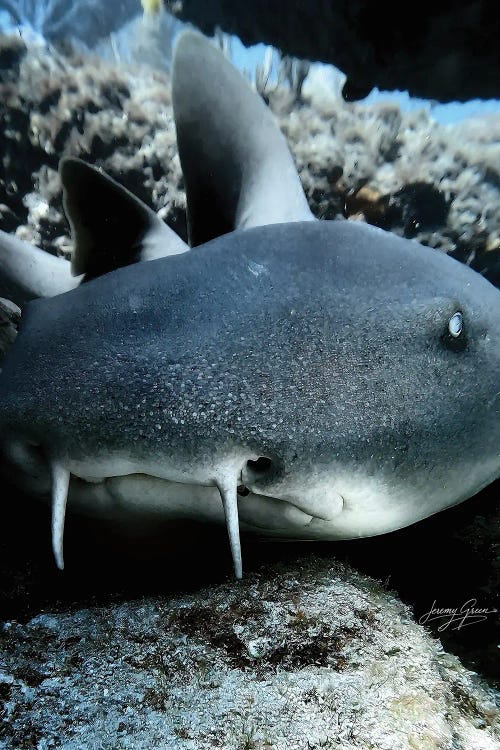 Nurse Shark Face On by Diver Jerry wall art