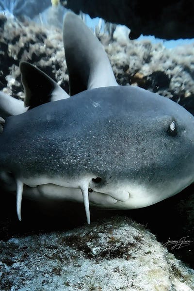 Diver Jerry: Nurse Shark Face On by Diver Jerry