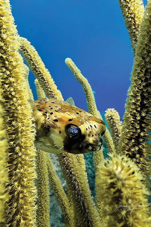 Spiny Pufferfish in Soft Coral by Diver Jerry wall art