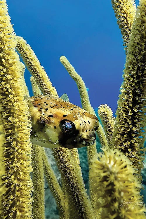 Spiny Pufferfish in Soft Coral