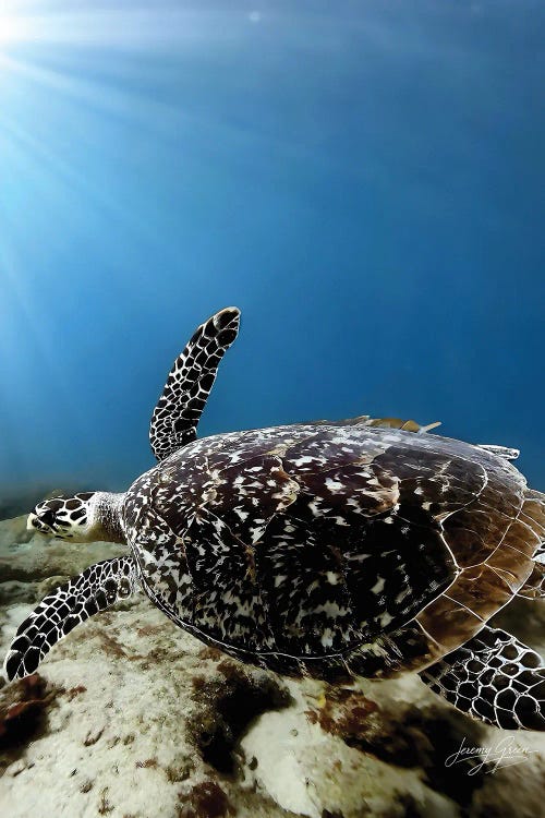 Hawksbill Sea Turtle Flyby by Diver Jerry wall art