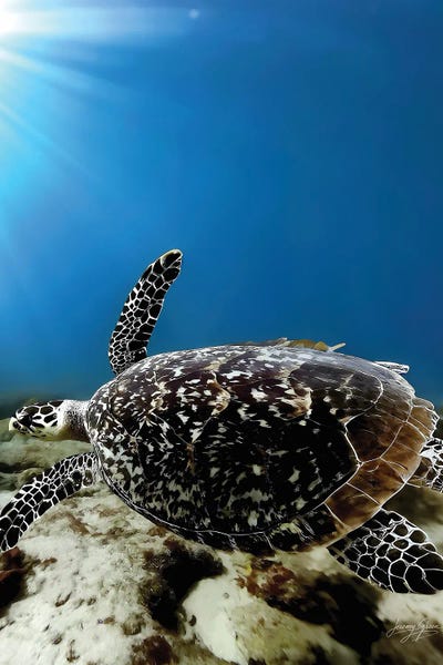 Diver Jerry: Hawksbill Sea Turtle Flyby by Diver Jerry