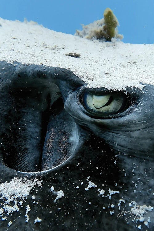 Bimini Stingray Eye by Diver Jerry wall art