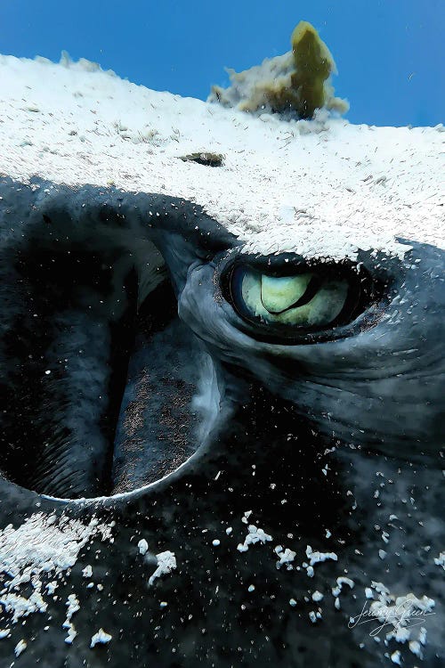 Bimini Stingray Eye