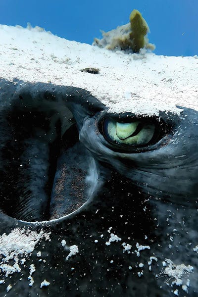 Diver Jerry: Bimini Stingray Eye by Diver Jerry