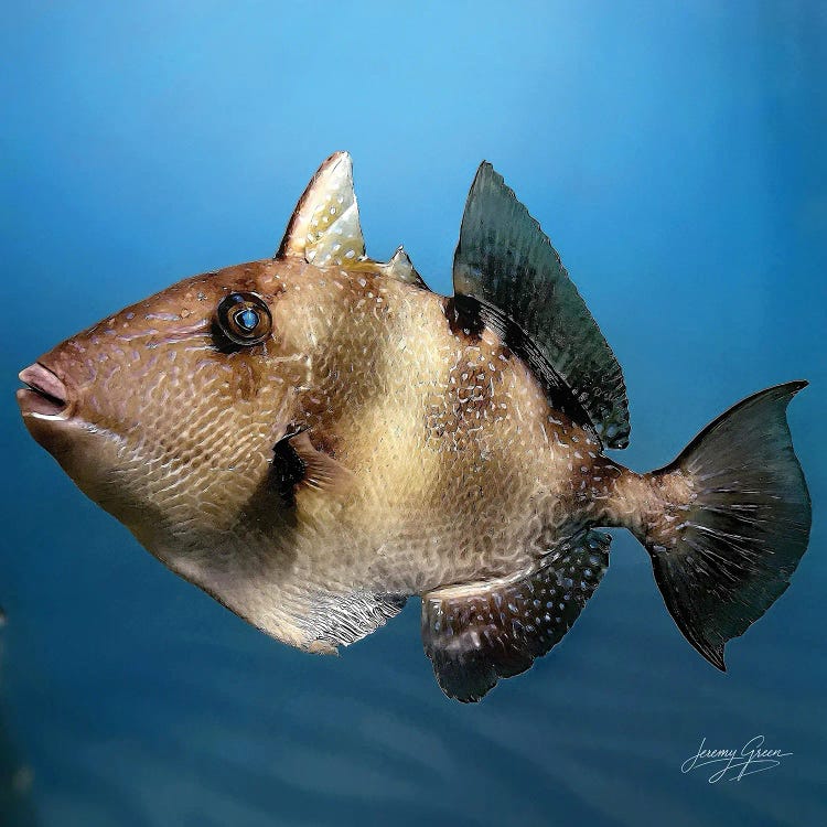 Triggerfish Profile by Diver Jerry wall art