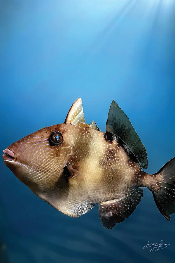 Diver Jerry: Triggerfish Profile by Diver Jerry