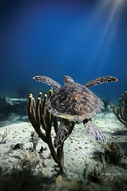 Green Sea Turtle Wide by Diver Jerry wall art