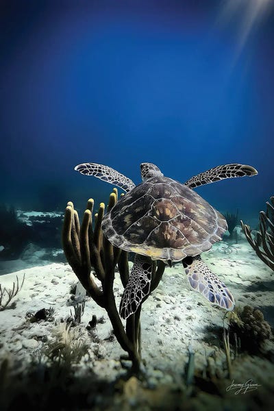 Diver Jerry: Green Sea Turtle Wide by Diver Jerry