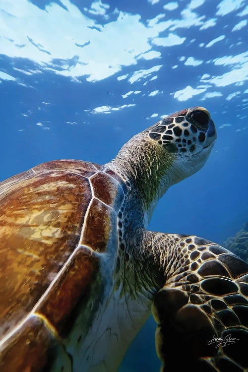 Green Sea Turtle Closeup by Diver Jerry wall art