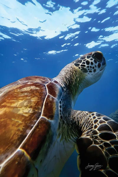 Diver Jerry: Green Sea Turtle Closeup by Diver Jerry