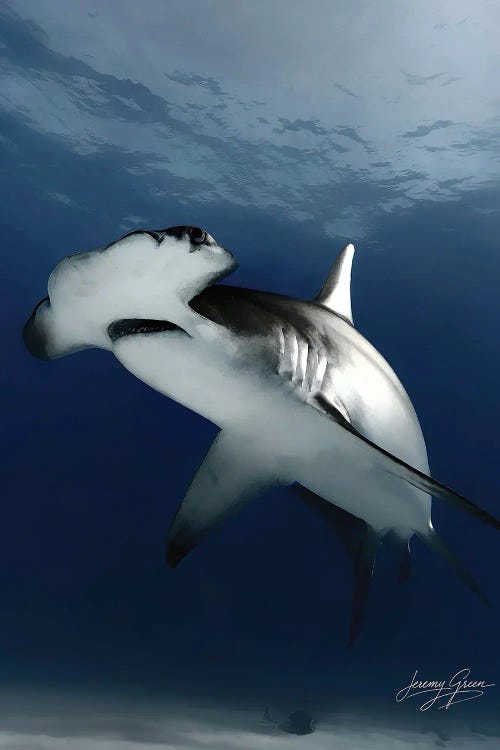 Bimini Great Hammerhead Flyby by Diver Jerry wall art