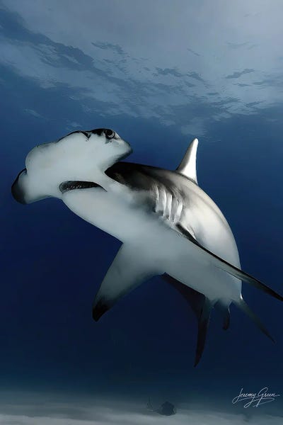 Diver Jerry: Bimini Great Hammerhead Flyby by Diver Jerry
